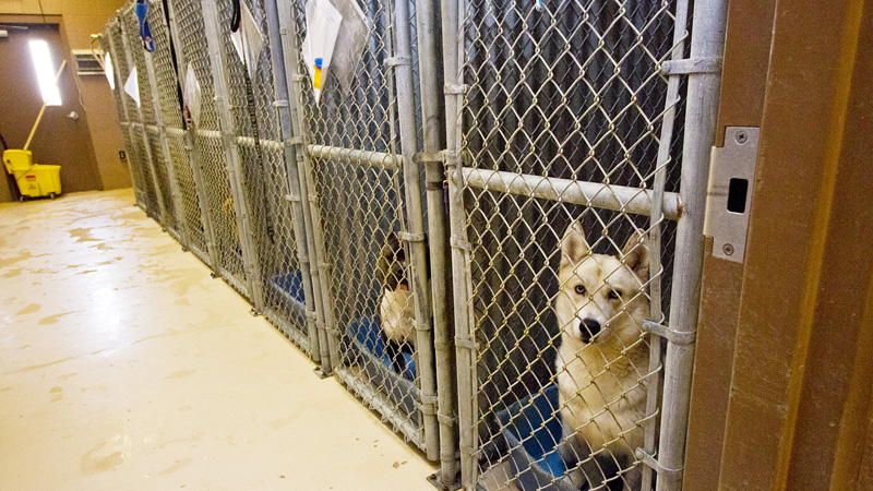 Animal Shelter needs rescuing; St. John struggles with overcrowding Animal Shelter needs rescuing; St. John struggles with overcrowding