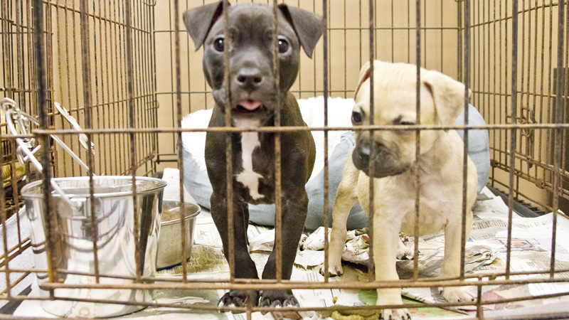 Come for the car show nostalgia, stay to benefit St. John’s animal Come for the car show nostalgia, stay to benefit St. John’s animal