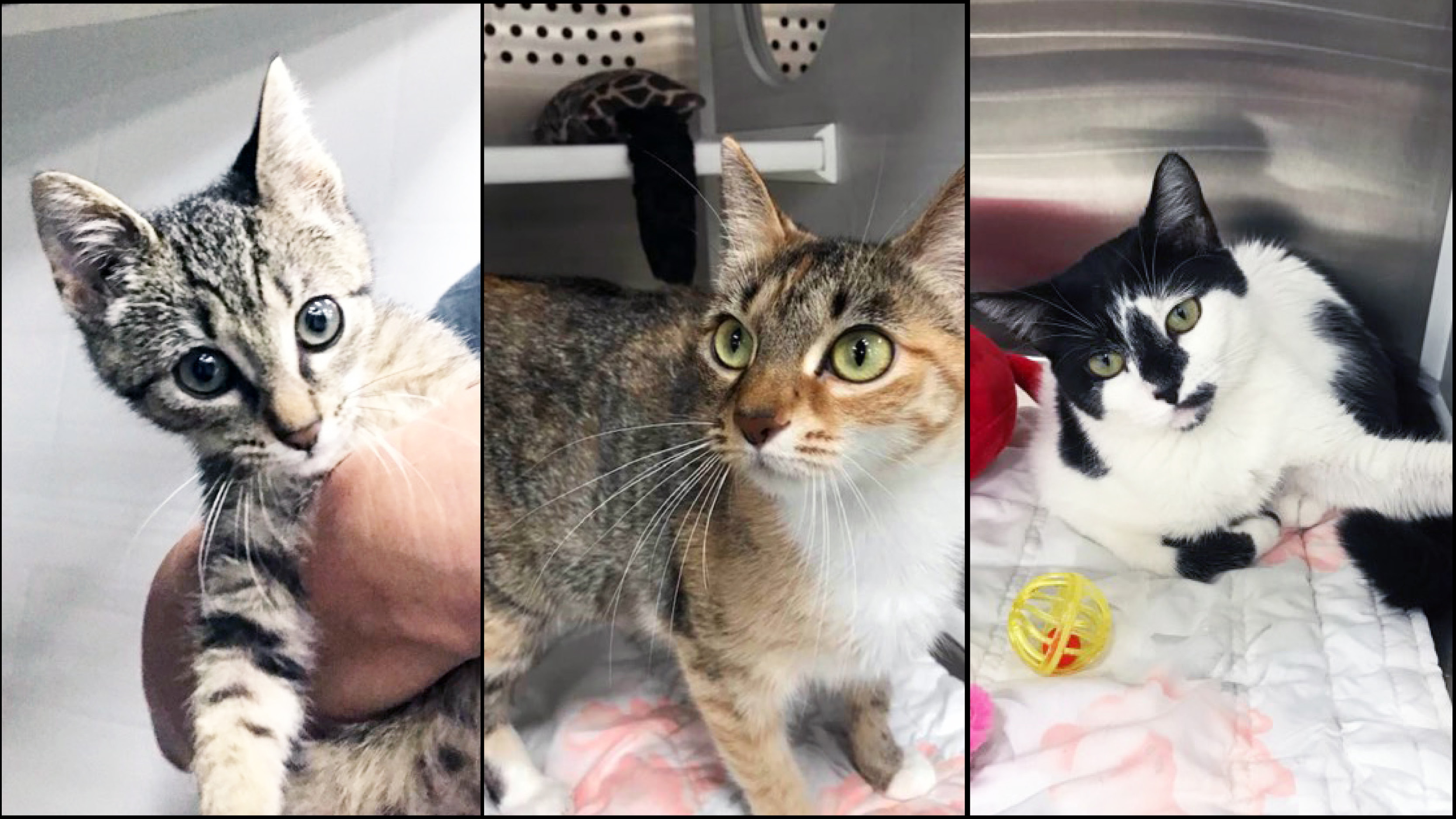 PHOTO FEATURE Animal Shelter accepting donations L'Observateur L