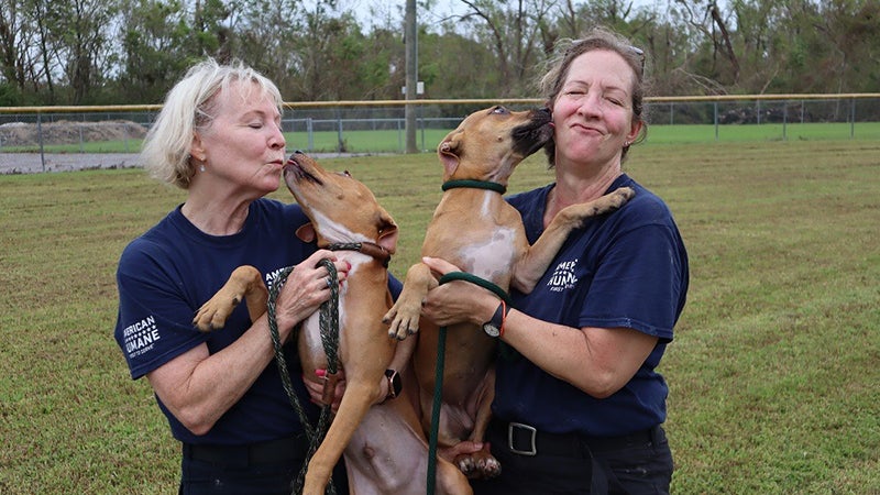 American Humane Rescue Team cares for hundreds of displaced animals in  Louisiana following Hurricane Ida - L'Observateur | L'Observateur
