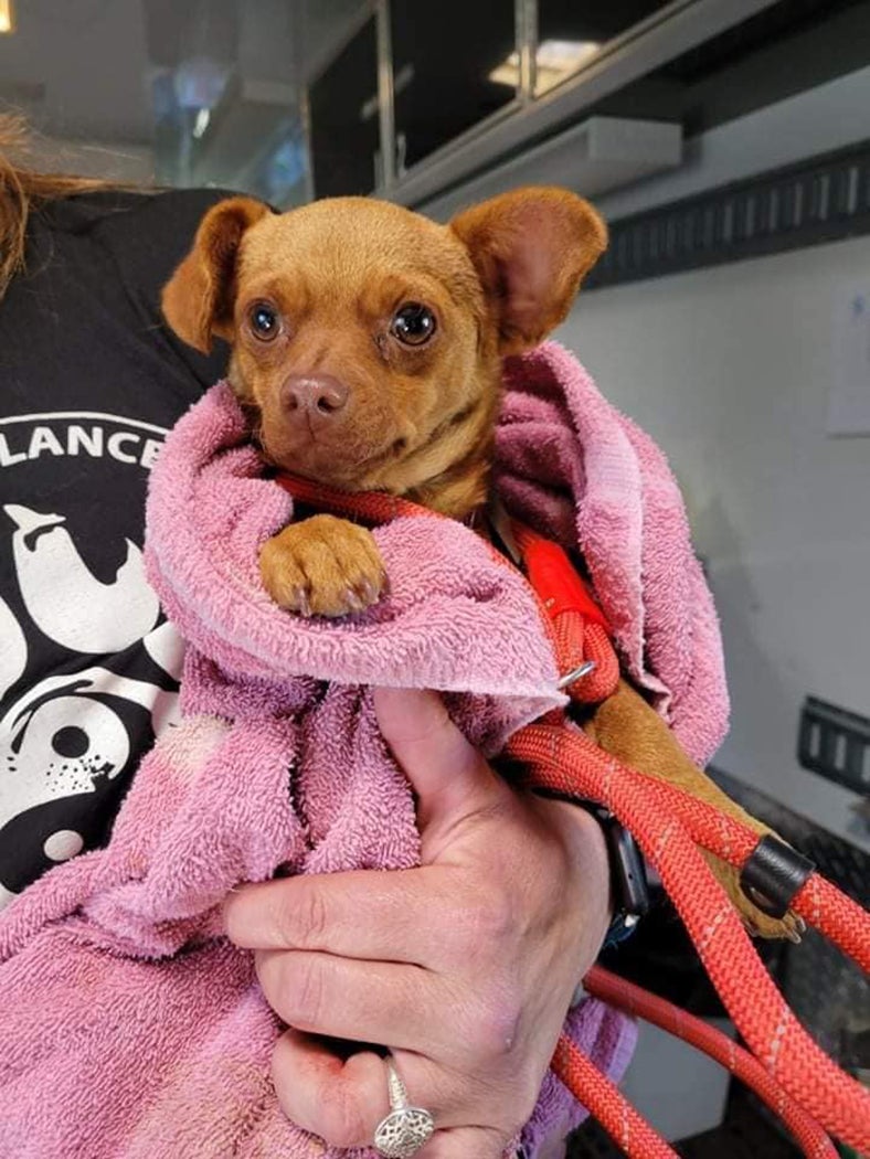 Animal lovers rescue dog abandoned on Spillway Bridge - L'Observateur |  L'Observateur