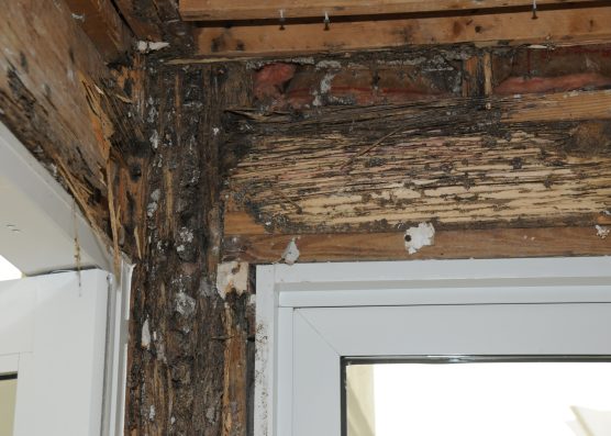 Expensive termites are greatest prevented, not handled – L’Observateur
