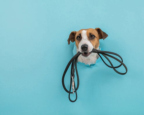 Top 5 Pet New Year’s Resolutions for 2023 – L’Observateur