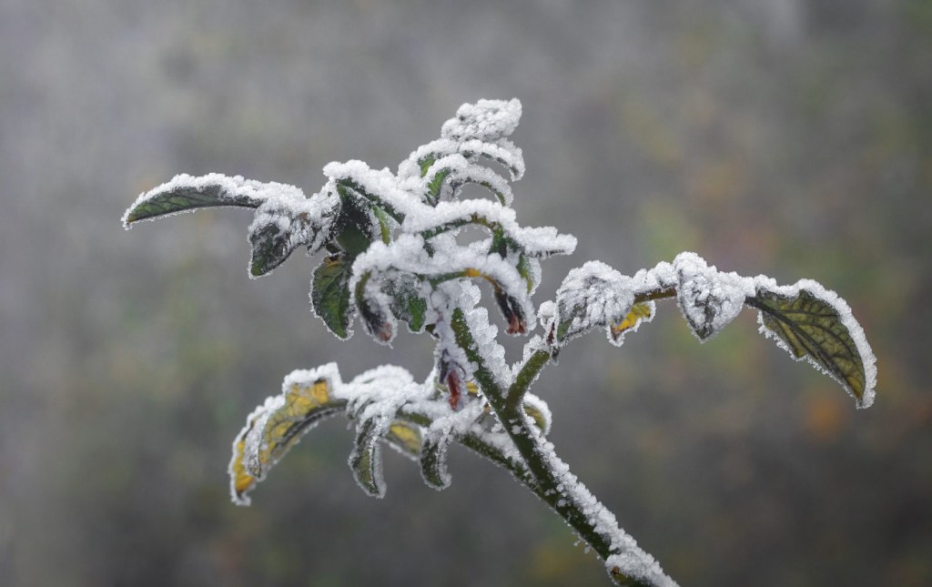 Freezing temperatures are coming; remember to protect your plants L